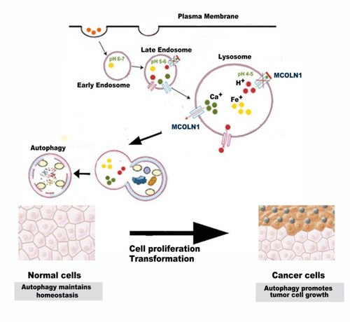 Figure 6 Schematic diagram: autophagy may play a multifactorial role on the initiation and progression of NSCLC. Autophagy provides an anticarcinogenic function in normal tissues to maintain homeostasis. In established tumors, however, autophagy may promote tumor cell growth.