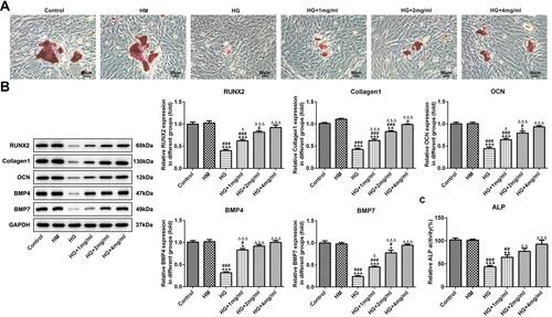 Figure 2 Catalpol alleviates the inhibition effects of HG on differentiation of MC3T3-E1 cells. (A) The differentiation of MC3T3-E1 cells was observed by alizarin red staining (magnification of 200). (B) The expression of RUNX2, Collagen I, OCN, BMP4 and BMP7 in HG-induced MC3T3-E1 cells was detected by Western blot analysis (n=3). *P<0.05, **P<0.01 and ***P<0.001 vs. control group. #P<0.05 and ###P<0.001 vs. HM group. ∆P<0.05 and ∆∆∆P<0.001 vs. HG group. (C) The ALP activity in HG-induced MC3T3-E1 cells was assessed by the ALP assay kit. **P<0.01 and ***P<0.001 vs. control group. ##P<0.01 and ###P<0.001 vs. HM group. ∆∆P<0.01 and ∆∆∆P<0.001 vs. HG group.