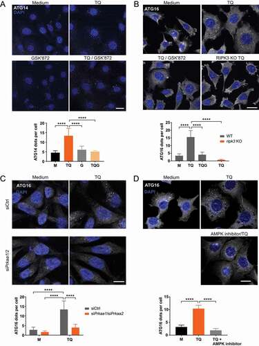 Figure 2. TNF treatment induces ATG14 and ATG16L1 puncta formation via RIPK3 and AMPK. (A and B) WT and ripk3 KO L929 cells were exposed to indicated treatments (medium [M], 10 ng/ml TNF [T], 30 µM QVD [Q], 5 µM GSK’872 [G]) for 3 h. After that, cells were fixed and subjected to ATG14 (A) or ATG16L1 (B) immunostaining using anti-ATG14 (Santa Cruz Biotechnology, sc-164767) or anti-ATG16L1 antibodies (MBL International, PM040) and IRDye® 680RD donkey anti-goat or Alexa Fluor®488-conjugated goat anti-rabbit IgG (H + L) secondary antibodies. Puncta quantification was done using ImageJ software. Data represent mean + SD. A minimum of 120 (A) or 261 cells (B) was analyzed. (C) WT L929 cells were transfected with non-targeting (siCtrl) or Prkaa1/Prkaa2 siRNAs (siPrkaa1/siPrkaa2). 48 h post transfection, cells were left untreated (medium, M) or exposed to 10 ng/ml TNF and 30 µM QVD (TQ) for 3 h. Then, cells were fixed and subjected to ATG16L1 immunostaining using anti-ATG16L1 antibodies (MBL International, PM040) and Alexa Fluor®488-conjugated goat anti-rabbit IgG (H + L) secondary antibodies. Puncta quantification was done using ImageJ software. Data represent mean + SD. A minimum of 655 cells was analyzed. (D) WT L929 cells were left untreated (medium, M) or exposed to indicated treatments (10 ng/ml TNF [T], 30 µM QVD [Q], 5 µM AMPK inhibitor dorsomorphin) for 3 h. Then, cells were fixed and subjected to ATG16L1 immunostaining using anti-ATG16L1 antibodies (MBL International, PM040) and Alexa Fluor®488-conjugated goat anti-rabbit IgG (H + L) secondary antibodies. Puncta quantification was done using ImageJ software. Data represent mean + SD. A minimum of 122 cells was analyzed. (A-D) Statistical analysis was performed using ordinary one-way ANOVA (corrected by Tukey’s multiple comparisons test) for A, B and D; or two-way ANOVA (corrected by Tukey’s multiple comparisons test) for C. For B, statistical analysis was additionally performed using unpaired t test with Welch’s correction (TQ treatment of WT vs. ripk3 KO cells). ****P < 0.0001. Scale bar: 20 µm