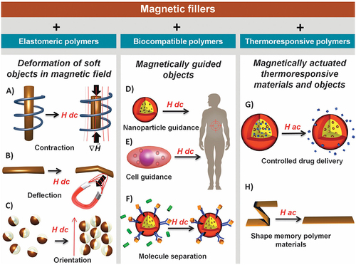 Figure 10 Schemes depicting the different types of magnetic responsive materials obtained from the doping of various polymers with magnetic particles and illustration of their response when exposed to a static magnetic field (H dc) or to an alternating magnetic field (H ac). From left to right: composites made from elastomeric polymers can be deformed in homogeneous fields or gradients in a controlled fashion (A-C); MRPC particles made of polymers designed for biomedical applications can be used for magnetic guidance for drug delivery or separation purpose (D–F); MRPC from thermo-responsive polymers can be activated by magnetic induction using alternating fields (G and H). Reprinted from Thévenot J, Oliveira H, Sandre O, Lecommandoux S. Magnetic responsive polymer composite materials. Chem Soc Rev. 2013 Sep 7;42(17):7099–116.Citation159 Copyright 2013 Royal Society of Chemistry; permission conveyed through Copyright Clearance Center, Inc.