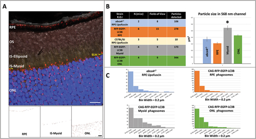 Figure 6. Analysis of fluorescent and autofluorescent puncta in the outer retina. (A) Representative high magnification confocal image (with differential interference contrast (DIC)), utilizing optimized microscope settings (with merged RFP and EGFP channel) shows phagosome population in the outer retina. Well aligned sections allow for easy manual detection of the external limiting membrane (ELM; yellow arrow). This allows for demarcation of the outer nuclear layer (ONL) and the inner segment (IS). RFP channel was converted to 8-bit image, followed by appropriate thresholding. Thresholded image was then utilized for separate detection of phagosome population (between 100 nm – 2 µm) in the three regions of interest. Scale bar: 10 µm. (B) High magnification imaging was performed on well-aligned sections from CAG-RFP-EGFP-LC3B, C57BL/6J, and abca4−/- mice to analyze phagosome or autofluorescent puncta size (see inset table for number of animals, number of images, and number of particles analyzed). Phagosome size (in µm2, average ± SEM) in the three regions of interest in the outer retina is as follows: RPE (0.309 ± 0.015), IS-Myoid (0.544 ± 0.031); ONL (0.429 ± 0.011). Phagosome population in myoid was significantly larger compared to RPE and ONL. Further, lipofuscin autofluorescent puncta size in the RPE of abca4−/- mice was found to be 0.372 ± 0.031 µm2. The distribution of particle sizes (phagosomes and lipofuscin particles) has been provided. *p < 0.05, Student’s t-test. (C) Particle size distribution in the three regions of interest in the outer retina of CAG-RFP-EGFP-LC3B and abca4−/- mice.