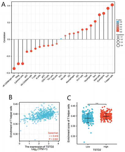 Figure 5 The expression of TSTD2 was associated with immune infiltration in the KIRC microenvironment. (A) The forest plots showed a positive correlation between TSTD2 and 13 immune cells, and a negative correlation between TSTD2 and 11 immune cell subsets. The size of dots showed the absolute value of Spearman r. (B) Correlation between the relative enrichment score of T helper cells and the expression level (TPM) of TSTD2. (C) Infiltration of T helper cells between low- and high-TSTD2 expressed. ***P < 0.001.