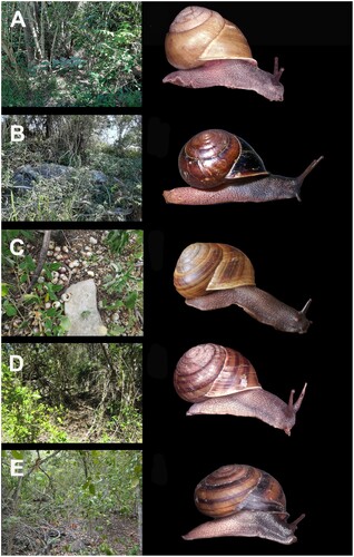 Figure 40. Habitat and live snails. A, Microphyll vine forest Byfield, MEQ, habitat of Figuladra pallida; B, Remnant vine thicket, Glenprairie, MEQ, habitat of F. muirorum; C, Vine thicket on limestone, Johannsen′s Cave, MEQ, habitat of F. aureedensis; D, Coastal vine thicket, Mulambin Beach, SEQ, habitat of F. appendiculata; E, Vine thicket on rocky scree, Bouldercombe Gorge, SEQ, habitat of F. narelleae.