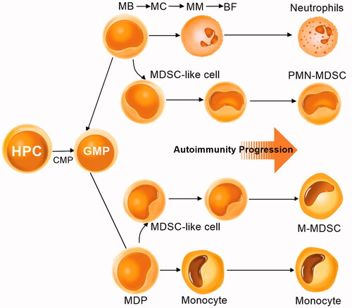 Figure 1. The phenotypes of mouse and human M-MDSC and PMN-MDSC.