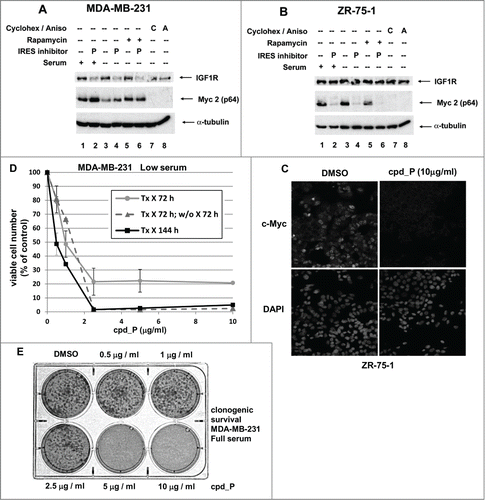 Figure 8. Myc translation-regulatory status evaluated on the basis of sensitivity to IRES inhibition. (A) MDA-MB-231 or (B) ZR-75-1 breast tumor cells were treated for 24 h with IRES inhibitor cpd_P (10 μg/ml), rapamycin (100 nM), cycloheximide (100 μg / ml), anisomycin (10 μM), or combinations of these reagents as indicated, in either Full serum (10% for MDA-MB-231, 20% for ZR-75-1) or Low serum (0.5%) conditions. Cells were harvested, whole cell lysates prepared, equivalent aliquots separated by SDS/PAGE, and analyzed by western blot for IGF1R and c-Myc. (C) ZR-75-1 breast tumor cells were seeded in 8-well chamber slides, treated with IRES inhibitor cpd_P (10 μg/ml) or vehicle control (DMSO 0.1%) for 24 h in low (0.5%) serum, then stained for Myc, following PFA (2% × 15 min) fixation and low (0.2% × 10 min) Triton X-100 permeabilization. Confocal imaging demonstrates dramatic loss of Myc from cpd_P-treated cells. DAPI staining in the associated panels marks the locations of all nuclei in each field. (D) MDA-MB-231 breast tumor cells were treated with cpd_P (0 - 10 μg/ml in low serum) for 72 or 144 h, or treated for 72 h followed by 72 h incubation in absence of compound (washout). The graph displays viability outcomes for the cpd_P-treated cells relative to DMSO (vehicle)-treated controls (100%) ± standard error. (E) Clonogenic survival assay. MDA-MB-231 cells were seeded at low density, allowed 48 h to recover, then treated with increasing concentrations of cpd_P in full (10%) serum for 96 h. Media was then changed, compound removed, and cells allowed an additional 96 h to recover and form colonies. Cultures were stained with MTT to enhance visualization of colonies.