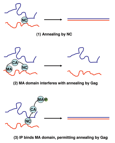 Figure 1 Role of inositol phosphates (IP) in relieving MA inhibition of Gag NAC action, as described by Jones et al. (1) Annealing of complementary nucleic acid molecules by free NC protein; (2) Inhibition by the MA domain of annealing of complementary nucleic acids by Gag; (3) Relief of the inhibition by addition of an inositol phosphate, which binds the MA domain.