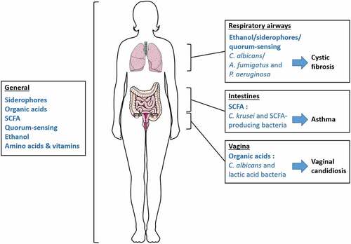 Figure 1. Summary of relevant bacterial-fungal metabolic interactions discussed in this review. Bacteria and fungi generally interact through different forms of metabolic crosstalk in the human body. However, some metabolic interactions occur in specific organs and are associated with human health and disease onset. Studies on the bacterial-fungal metabolic interactions in respiratory airways mainly focus on the fungi A. fumigatus and C. albicans, and their distinct relationships with the bacterium P. aeruginosa, although these relationships involve several metabolic pathways.