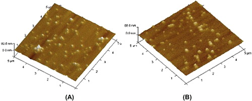 Figure 2. Atomic force Microscopy of plain Chitosan nanoparticles (A) and lectin-anchored chitosan nanoparticles (B).