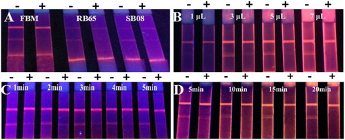 Figure 4. The optimization of FMIC test strip parameters. (A) The sample pads, (B) the amount of FMs-mAb probes, (C) the incubation time of the sample, and (D) the detection time.