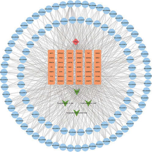 Figure 3 Construction of drug-compound-gene-disease network. Orange, green, red and blue represent differentially expressed target genes, medicinal materials, diseases and active compounds, respectively.