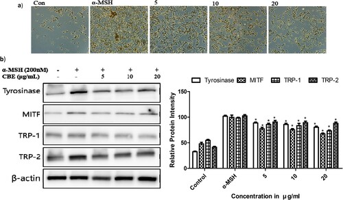 Figure 2. (a) Morphological alterations, after treatment with 5, 10 and 20 μg/ml of CBE, were analyzed by light microscopy after 48 h. Magnification, 40×, (b) After 1 × 106 cells were seeded and cells were pre-treated with extract for 1 h, and then incubated for 48 h of alpha-Melanocyte-stimulating hormone (α-MSH) for Tyrosinase, Tyrosinase-related protein 1 (TRP-1) Tyrosinase-related protein 2 (TRP-2), β-actin, and 4 h for Melanocyte Inducing Transcription Factor (MITF). Proteins were detected by Western blotting analysis with their own antibodies. Protein expression is involved in melanin biosynthesis; proteins’ expression was evaluated by Western blot. Mean statistically significant difference at *p < 0.05, compared to the only α-MSH-treated group. Control is untreated samples.