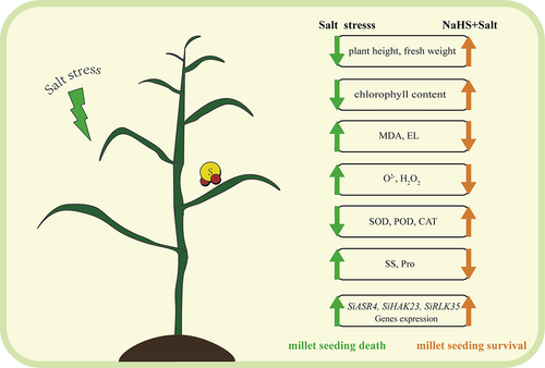 Figure 9. The model of NaHS alleviating salt stress in millet seedlings. The model revealed how NaHS mitigated the damage of millet seedlings under salt stress. Under salt stress, on the one hand, NaHS pretreatment in advance increased the salt tolerance of millet seedlings by up-regulating the expression of SiASR4, SiHAK23, and SiRPLK35 genes, on the other hand, NaHS pretreatment significantly increased the activities of antioxidant enzymes SOD, POD and CAT, and decreased the content of ROS. In this model, the green arrows represent the trend of indicator changes in the salt-treated group compared to the control. The orange arrows represent the trend of indicator changes in the NaHS pre-treated group compared to the salt-treated group.