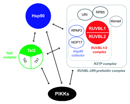 Figure 6. The putative “PIKK regulatory complex.” Three common PIKK regulators, the RUVBL1/2 complex, Hsp90 and the Tel2 complex interact with one another. Other factors (RPAP3, NOP17, RPB5, URI and Monad) are shared interactors of the RUVBL1/2 complex, Hsp90 and the Tel2 complex. They are possible PIKK regulators (see Table 1). The interaction between the RUVBL1/2-URI-prefoldin complex and the Tel2 complex is mediated by NOP17 in a Tel2 phosphorylation dependent manner.Citation166