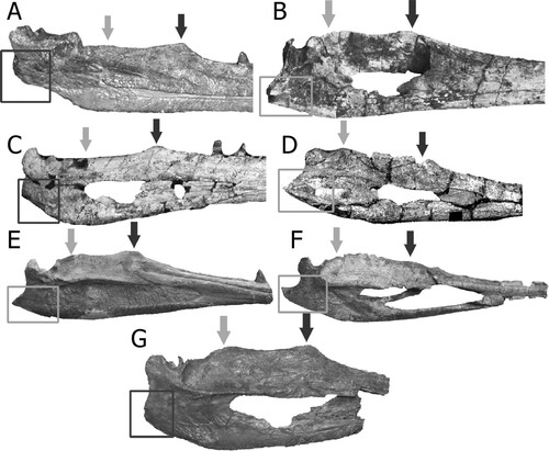 FIGURE 11. Position of the anterior (darker arrow) and posterior (gray arrow) dorsal projections of the surangular in different species of phytosaurs. Darker squares show the blunt-round feature of the retroarticular process, whereas the lighter squares show the pointed end of the same feature. A, Smilosuchus ‘Leptosuchus’ gregorii (modified from Irmis, Citation2005); B, Protome batalaria (modified from Stocker, Citation2012); C, Machaeroprosopus ‘Pseudopalatus’ mccauleyi (modified from Hunt et al., Citation2006); D, Angistorhinus grandis (modified from Lucas et al., Citation2002); E, Mystriosuchus planirostris SMNS 91574 (photograph by Octávio Mateus); F, Phytosauria indet. from Portugal (modified from Mateus et al., Citation2014a); G, Mystriosuchus alleroq, sp. nov., from Greenland (mirror image). Specimens are not to scale.