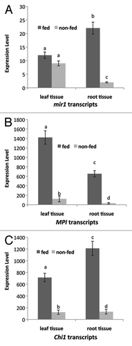 Figure 3 Relative expression of maize defense gene transcripts in maize whorl (leaf) and root tissues after 24 of caterpillar feeding in the whorl. (A) Mir1-CP (mir1) transcript levels in fed and non-fed plants. (B) Maize protease inhibitor (MPI) transcript levels in fed and non-fed plants. (C) Chitinase (Chi1) transcript levels in fed and non-fed plants. Relative transcript levels were determined by quantitative real-time PCR.