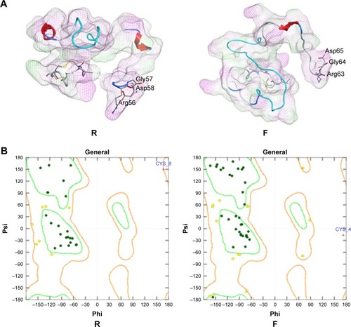 Figure 8 Three-dimensional modeling of the fusion peptides.