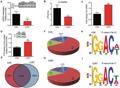 Figure 2. Hepatic protein content of FTO and profile of RNA m6A methylation in chicken liver. (A-B) Total mRNA methylation in chicken liver were measured by slot blotting and liquid chromatography/tandem triple-quadrupole mass spectrometry, respectively. (C-D) FTO mRNA and protein levels in the liver in response to CORT challenge. H1 were used as a loading control, Values are means ± SEM, *P < 0.05, **P < 0.01, compared with CON (n = 8). (E) Venn diagram showing the overlap of m6A peaks in CON (7089) and CORT (6932) group. There are 5336 common peaks between these two groups. (F-G) Graphical representation of frequency of m6A peaks in five non-overlapping segments in CON and CORT group (TSS: 200 nucleotides downstream of the TSS, stop codon: a 400 nucleotide window centred on the stop codon). m6A peaks were most abundant in CDS and stop codon segments. (H-I) Sequence logo representing the most common consensus motif (RRm6ACU) in the m6A peaks in CON and CORT group. The consensus sequence was detected by DREME (version: 4.10.2), using the 101 nucleotides centred on the summits of called original narrow peaks (n = 3).