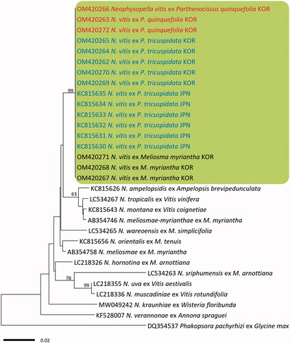 Figure 3. Minimum evolution tree of Neophysopella species inferred based on the LSU rDNA sequences. The numbers above the branches represent bootstrap values over 60%. The colored box represents Neophysopella vitis. The Korean specimens of Virginia creeper (Parthenocissus quinquefolia) are shown in red.