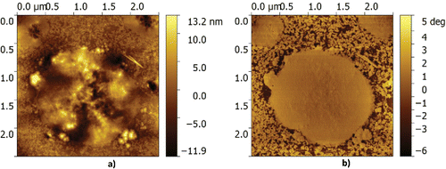 Figure 8. Zoomed view of the micelles shown in Fig. 7: (a) height and (b) phase image of CaS/M grease.