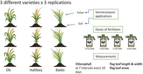 Figure 4. The application stages of the experiment.