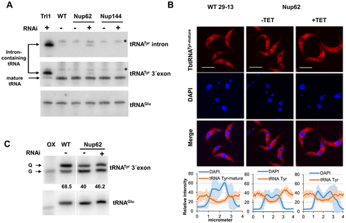 Figure 4. The TbNup62 has role in the primary export of intron-containing tRNA, while subcellular localization of mature tRNATyr is not affected (A) Total RNA was isolated from wild-type (WT), non-induced (-TET), and RNAi-induced (+TET) cells (TbNup62, TbNup144), and Northern hybridization was performed with a tRNATyr-intron and tRNATyr-3’ exon probe to detect intron-containing and/or mature tRNA. Trl1 RNAi-induced cells were used as a positive control for detection of intron-containing tRNATyr. tRNAGlu was used as a loading control for the experiment. The blots are representative of three independent experiments. The higher faint band, which is present in all cell lines tested, is a result of unspecific hybridization (marked with an asterisk). (B) To determine the subcellular localization of mature tRNATyr in WT, non-induced (-TET) and RNAi-induced (+TET) TbNup62 cells fluorescent in situ hybridization was performed. Micrographs show the subcellular localization of mature tRNATyr (red-Cy3). DAPI (blue) was used to stain the kinetoplast and nucleus DNA. Bars, 5 µm. Panel below the micrographs shows quantification of the fluorescence intensity of tRNAs (orange) and DAPI (blue) in non-induced and 28 hr RNAi-induced TbNup62 cell line. The graphs under each column show the intensity profile of individual fluorophores (orange-tRNATyr, blue-DNA) of 6 randomly selected cells of that cell line, where the values represent the relative intensity average ±SD. (C) Total RNA was collected after 28 hr of RNAi induction. Boronate affinity electrophoresis – Northern blotting was carried out for RNAi-induced (+TET) and non-induced (-TET) cells. Probes for tRNATyr 3’ exon were used to determine Q levels. ‘ox’ refers to an oxidized control; oxidation of the cis-diols from Q prevents the observed band shift. tRNAGlu probe was used as a loading control. Numbers under the blot indicate % Q tRNA modification levels, compared to total tRNATyr levels.