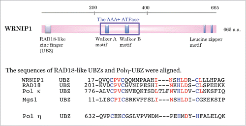 Figure 1. Schematic showing the functional domains of WRNIP1. The sequence of the Rad18-like ubiquitin-binding zinc finger (UBZ) within WRNIP1 is aligned with those of RAD18, Polκ, and Mgs1, and that of polη UBZ. Zinc ion-coordinating residues are denoted by blue letters. RAD18-like CCHC zinc fingers are denoted by red letters.