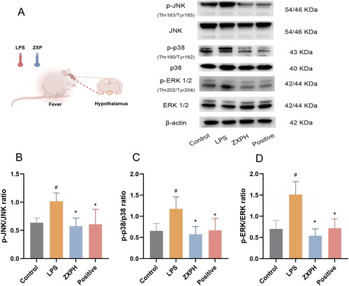 Figure 6. ZXP inhibited LPS-induced MAPK signaling in rats. (A) Western blotting assays were performed to detect the expression levels of p-JNK, JNK, p-p38, p38, p-ERK 1/2, and ERK 1/2. The p-JNK/JNK (B), p-p38/p38 (C) and p-ERK 1/2/ERK 1/2 (D) were calculated by grayscale analysis. #p < 0.05 in comparison with the control group. *p < 0.05 in comparison with the LPS group.