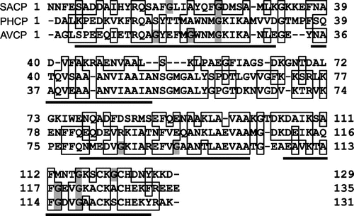 Fig. 2. Multiple sequence analysis of mature cytochrome c′ proteins.Notes: The N-terminal sequence of the SACP protein was chemically determined up to the 5th residue in this study. Identical residues in the sequences of SACP, AVCP, or PHCP are boxed. Gaps in the alignment of the three sequences and α-helical regions of AVCP determined on its X-ray crystal structure analysis (PDB code: 1BBH) are indicated by dashes and underbars, respectively. Gly residues within the putative α-helical regions are highlighted by shadowing.