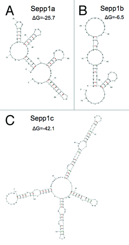 Figure 3. Predicted secondary structures of 5′ transcript variants of mSepp1 and relative folding energies. (A) Transcript Sepp1a. (B) Sepp1b. C: Sepp1c.