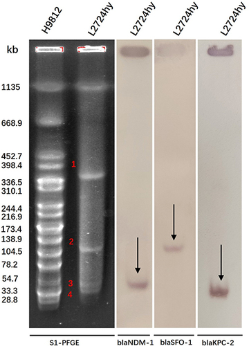 Figure 1 S1-PFGE profiles and southern blotting hybridization for L2724hy. S1-PFGE determines the number and size of plasmids in the strain. Southern blotting hybridization indicates the location of resistance genes blaSFO-1, blaNDM-1, and blaKPC-2.