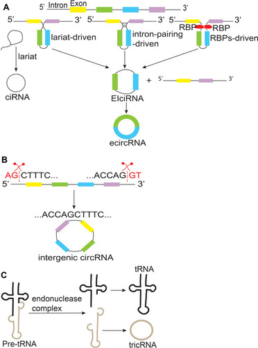 Figure 1 Biogenesis of circRNAs. (A) CircRNAs are mainly produced by three mechanisms: lariat-driven, intron-pairing-driven, RNA-binding proteins (RBPs)-driven circularization. (B) Inter-genic circRNAs are spliced by two intronic circRNA fragments containing GT-AG splicing signals. (C) TricRNAs are produced from pre-tRNAs that containing introns.