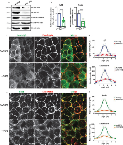 Figure 7. Lgl1 and Scrib are downregulated during TGFβ-induced EMT. (a) A549 cells were stimulated with TGFβ for 72 hr, and cell lysates were analyzed by IB with antibodies against Scrib, E-cadherin, Lgl1, Vimentin, and actin. A549 cells without TGFβ were used as control. Molecular weights of the proteins are indicated. (b) quantification of Scrib and Lgl1 protein levels with and without TGFβ. Lgl1, Scrib and actin bands were analyzed by densitometry using ImageJ, and the amounts of Lgl1 and Scrib were normalized relative to actin. Shown are the amounts of Lgl1 and Scrib with TGFβ relative to the amounts of these proteins in untreated cells. Values are the mean ± SD from three independent experiments subjected to two-tailed, two-sample, and unequal-variance Student’s t test. (c) and (d) A549 cells and A549-tet-shLgl1 (with Dox) cells expressing Neon-Lgl1 were stimulated with TGFβ for 16 h, fixed and immunostained for Scrib and E-cadherin. Scale bar, 10 µm. (e) and (f) fluorescence intensity of endogenous E-cadherin, Scrib, and Neon-Lgl1 was measured at AJs. Results are mean ± SD, n = 30. A.U.: arbitrary units.