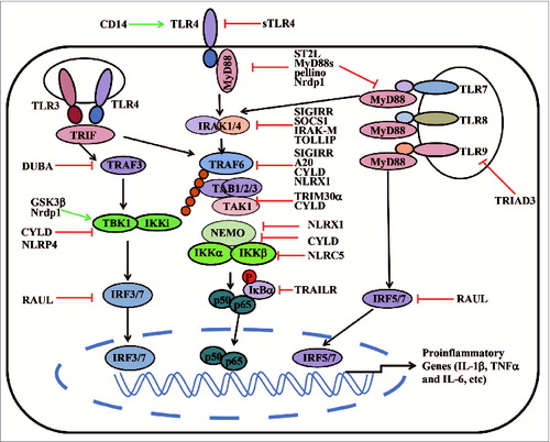 Figure 1. A schematic representation of TLR signaling pathways. TLRs are activated by ligand binding, which leads to dimerization of TLRs and to recruitment of TLR domain-containing adaptor proteins. Next, MyD88/IRAK1/IRAK4 or TRIF activates TRAF6, which, in turn, catalyzes the formation of a K63-linked polyubiquitin chain on TRAF6, itself. The polyubiquitin chain acts as the scaffold, recruiting TAK1 and its binding proteins, which leads to IKK-α/β activation. Activated IKKα/β specifically phosphorylates IkBα, resulting in IkBα degradation and NF-kB translocation into the nucleus. TRIF can also recruit TRAF3 to activate TBK1 and IKKi. TBK1/IKKi directly phosphorylates IRF3/7 to activate type I IFN signaling pathways. Various molecules positively (green arrow) or negatively (red blunt arrow) regulate TLR-induced signaling pathways.