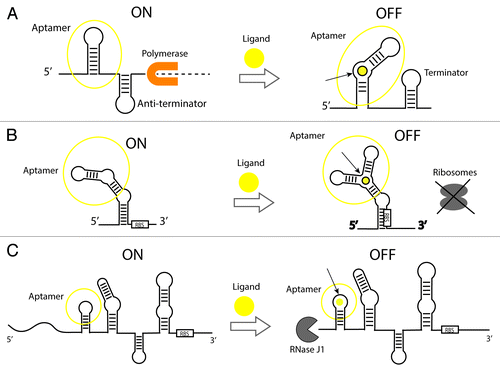 Figure 2. Gene expression control mechanisms of ligand-binding riboswitches. (A) Transcriptional elongation control by a ligand-activated riboswitch. In the absence of ligand, an anti-terminator stem is present allowing completion of transcription by a polymerase. A ligand binds a specific site in the aptamer and causes the formation of a terminator stem that arrests transcription and prevents the synthesis of a complete transcript (dashed line). The opposite mechanism in which transcription turns on upon binding has been identified in nature to a lesser extent (not shown in figure). (B) Translational initiation control by a ligand-activated riboswitch. In the presence of the ligand, a riboswitch undergoes a conformational change and sequesters the Ribosome-Binding Site (RBS) to prevent the ribosome from binding the mRNA. In the same way as with transcriptional controllers, there are examples of riboswitches that turn on translation upon binding (not shown in figure). (C) Translational control by an allosteric ribozyme. The glmS glucosamine-6-phosphate (GlcN6P)-activated ribozyme (aptazyme) is shown. In the absence of GlcN6P, translation is ON and the transcript is protected against degradation. In the presence of the ligand binding to the aptamer, the transcript is cleaved in the 5′ UTR by RNaseJ1 and is subject to decay.Citation37