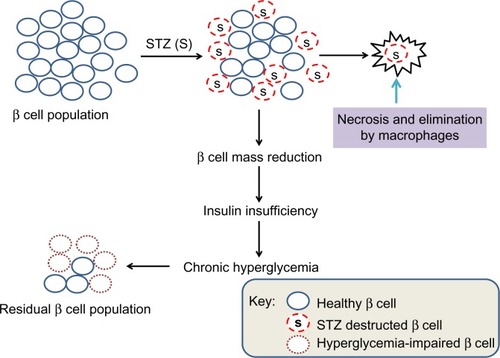Figure 5 Scheme showing partial destruction of β cell population by STZ and reduction in β cell mass that induces insulin insufficiency and chronic hyperglycemia.