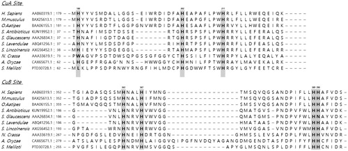 Figure 1. Amino acid sequence alignment of tyrosinases from Homo sapiens, Mus musculus, Oryzias latipes, Streptomyces antibioticus, Streptomyces glaucescens, Streptomyces lavendulae, Streptomyces lincolnensis, Neurospora crassa, Aspergillus oryzae, and Sinorhizobium meliloti. The numbers correspond to human tyrosinase amino acid positions, and copper ligands in human tyrosinase are indicated.