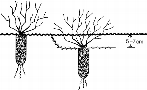 FIGURE 2 Planting depths for cultivated lowbush blueberry.