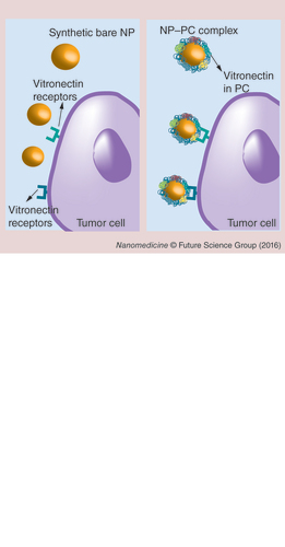 Figure 5. Positive impact of the protein corona on the nanoparticle-targeting ability.The PC contains proteins (in this case, vitronectin) that act as ligands for receptors on specific cells (tumor cells). This phenomenon, in theory, paves the way for induction of the PC formation to target selected cells. Elements not drawn to scale.NP: Nanoparticle; PC: Protein corona.