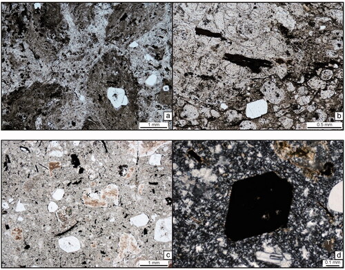Figure 6. (a, b) Corella Ignimbrite. Clasts of finely flow-banded (a; arrows) and perlitic rhyolite (b) in clast- and crystal-rich ignimbrite, east of Ardlethan. Thin-sections T090134, T090139. (c, d) Mirrool rhyolite. (c) The plane-polarised light image of the Mirrool rhyolite. Note K-feldspar (K), partially altered to brown clay, garnet (G) and opaque-altered ferromagnesian minerals (now Fe-oxide minerals). The scale bar is 1 mm. Thin-section T089358. (d) Cross-polarised light image of an amphibole pseudomorph now comprising opaques, likely a combination of magnetite and ilmenite. Note the titanite (T), a common secondary mineral after ilmenite. Thin-section T089358.