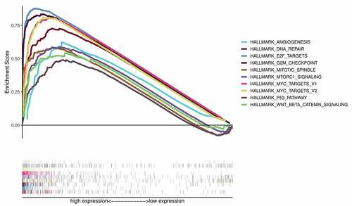 Figure 8. Gene Set Enrichment Analysis (GSEA) showing the signaling pathways enriched in phenotypes with overexpressed CKS2 in LGG