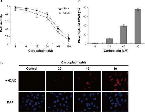 Figure 3 Carboplatin reduced cell viability and induced DNA damage in cervical cancer cells. (A) SiHa and CaSki cells were treated with the indicated concentrations of carboplatin for 72 hours, and cell viability was measured by Cell Counting Kit-8 viability assay. (B) Carboplatin induced DNA damage in SiHa cells. SiHa cells were exposed to 20, 40, and 80 μmol/L carboplatin for 12 hours, respectively. Immunofluorescence analysis was used to detect nuclear γ-H2AX foci formation with anti-H2AX antibody (red, fluorescein isothiocyanate). Nuclei were counterstained with DAPI (blue). (C) γ-H2AX-positive cells were counted under a fluorescent microscope. We calculated more than 1,000 cells for each well. Quantitative data are represented the mean ± standard deviation of three individual experiments.
