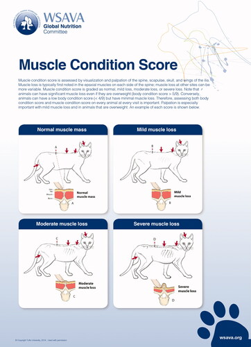 Figure 1. Provided courtesy of the World Small Animal Veterinary Association (WSAVA). Available at the WSAVA Global Nutrition Committee Nutritional Toolkit website: http://www.wsava.org/nutrition-toolkit. Accessed July 2nd 2021. Copyright Tufts University, 2014.