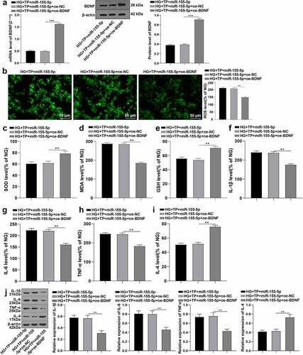 Figure 5. Overexpression of BDNF antagonized the inhibition of overexpression of miR-155-5p on the protective effect of TP on MPC5 cell injury. The miR-155-5p mimics and overexpressed BDNF plasmid were co-transfected into MPC5 cells with HG and TP combined intervention, and related detection was performed 48 h after transfection. A: The level of BDNF in MPC5 cells was detected by RT-qPCR and WB. B: The ROS levels in MPC5 cells were detected by DCFH-DA kit; C-E: The levels of oxidative stress-related enzymes such as MDA, SOD, and GSH in MPC5 cells were detected by ELISA kits. F-I: The levels of IL-1β, IL-6, TNF-α, and IL-4 in MPC5 cells were detected by ELISA kits. J: The protein levels of IL-1β, IL-6, TNF-α, and IL-4 in MPC5 cells were detected by WB. The mRNA value of BDNF in Figure A was consistent with that in Figure 4e; Measurement data were expressed as mean ± standard deviation, and Kruskal-Wallis univariate ANOVA (k samples) test was used for data comparison among multiple groups. P value was obtained from a bilateral test, ** P < 0.01, *** P < 0.001.