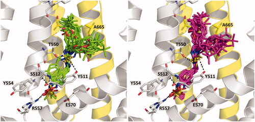 Figure 5. Structural models of the thiourea analogues from series A as TRPV1 antagonists. (Left) R-enantiomer docking poses (represented as green sticks). (Right) S-enantiomer docking poses (represented as purple sticks). The chains A and B of TRPV1 are in gray and yellow cartoon representations, respectively. Relevant residues of TRPV1 in the binding site are in stick representation.