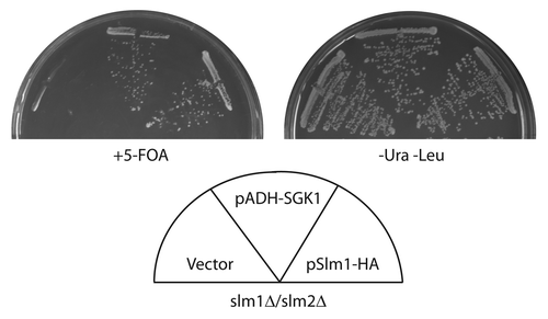 Figure 1. SGK rescue of slm1Δslm2Δ. (A) Strain PLY1357 (slm1Δslm2Δ pPL421) was transformed with a control vector (pPL420), pADH-SGK (a generous gift of J. ThornerCitation23) or pPL422 (pRS315Met25-Slm1-3HA), described in reference Citation1. The resulting transformants were streaked out onto SCD minus uracil and leucine or onto 5-Fluoroorotic acid (5-FOA) solid agar plates and grown at 30°C for ~2 days.