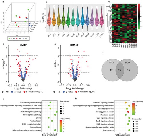 Figure 6. Overview of miRNA-Seq analysis for significantly differential expressed miRNAs. (a) Principal component analysis of all three groups, ICM (red), DCM (green), and NF (blue). (b) Box and violin plot depicts miRNAs expression of each sample in terms of log2 (CPM+1). (c) Heat map matrix shows the significantly differential expression levels of miRNAs in samples. (d) Volcano plot of ICM-NF. (e) Volcano plot of DCM-NF. Plots in grey represent miRNAs that are not significant. Plots in blue represent miRNAs with P < 0.05, and plots in red represent miRNAs with log2 FC>1 and P < 0.05. (f) Venn diagrams of significantly differentially expressed miRNAs detected in ICM-NF and DCM-NF. (g) Pathway analysis of significantly differential expressed miRNAs in ICM-NF. (h) Pathway analysis of significantly differential expressed miRNAs in DCM-NF. Gene number depicts the quantity of miRNAs in each pathway