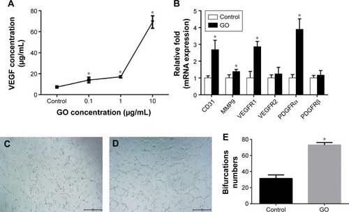 Figure 7 Angiogenic differentiation of HUVECs by stimulation with GO/RAW 264.7 conditioned medium.Notes: (A) ELISA results showed that the levels of VEGF in condition medium raised with the GO concentrations. A tube formation assay was performed with normal culture medium. (B) RT-PCR showed that gene expression levels of angiogenic factors and VEGF pathway-related factors were increased compared to the control group (*P<0.05) (C) and GO/RAW 264.7 (D) conditioned medium for 8 hours. (E) Bifurcations numbers of the tubes.Abbreviations: GO, graphene oxide; HUVECs, human umbilical vein endothelial cells; RT-PCR, reverse transcriptase-polymer chain reaction; VEGF, vascular endothelial growth factor.