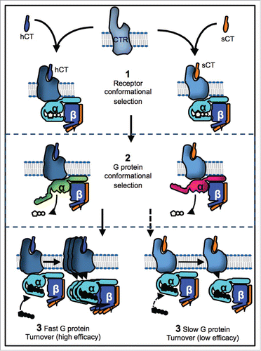 Figure 1. Ligand binding to GPCRs is characterized by conformational selection for the high affinity state an example of which is binding of human (hCT) and salmon (sCT) calcitonin agonists to the calcitonin receptor (CTR) that stabilizes different receptor conformations (1). We show that this conformational selection at the CTR extends to the G protein effector (2) whose conformation is differentially stabilized by the 2 agonists (green v's pink). This controls the rate at which G proteins turn over at the receptor leading to differential efficacy (3).