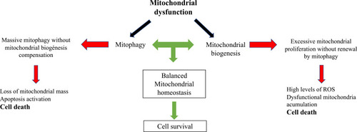 Figure 5 Scheme showing the relationship among mitophagy, mitochondrial biogenesis and cell death.