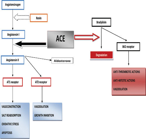 Figure 1. The renin-angiotensin-aldosterone system.